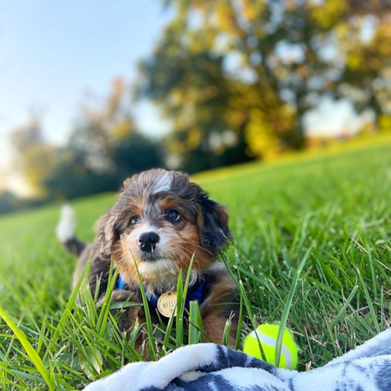 small mini bernedoodle puppy in grass
